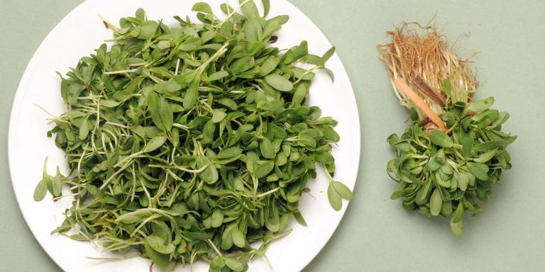 Fenugreek, Botanicals Help Diabetes